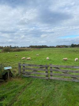 Schapen in 't Saar.jpg